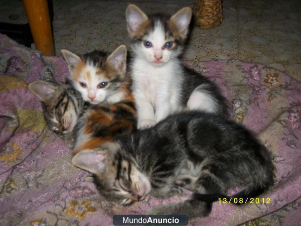 Regalo Gatitos