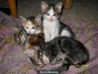 Regalo Gatitos - mejor precio | unprecio.es