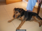 se regala perro - mejor precio | unprecio.es