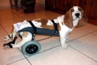 Silla de ruedas para perros www.sillacanina.com - mejor precio | unprecio.es