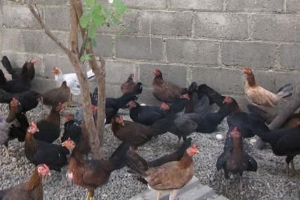 venta de gallinas americanas