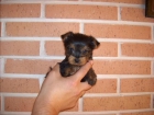 yorkshire terrier cachorritos machos con pedigri (loe) - mejor precio | unprecio.es