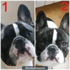 Preciosisisisisimo bulldog francés busca parienta - mejor precio | unprecio.es