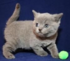 British Short Hair gatito para la Navidad - mejor precio | unprecio.es