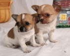 cachorros de Chihuahua necesita un nuevo hoga - mejor precio | unprecio.es