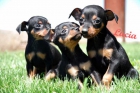 Cachorros de mini pincher Muy buen precio - mejor precio | unprecio.es