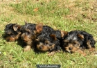 ESPECTACULARES CACHORRITOS DE YORKSHIRE MINI - mejor precio | unprecio.es