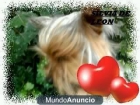 maxito yorshire busca novia para montar - mejor precio | unprecio.es