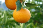 Naranjas ecologicas variedad "navelinas" - mejor precio | unprecio.es