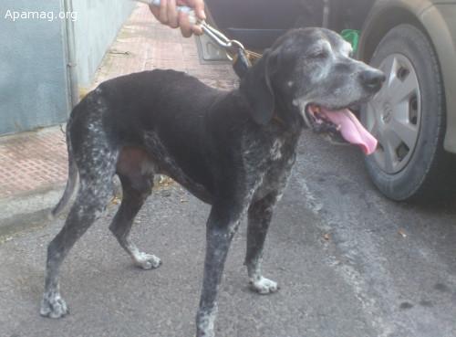 Cobu, perro en adopción o acogida