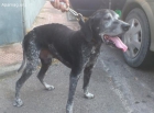 Cobu, perro en adopción o acogida - mejor precio | unprecio.es