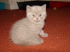 British shorthair - mejor precio | unprecio.es