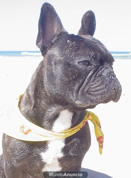 bulldog frances para montas
