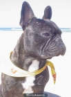 bulldog frances para montas - mejor precio | unprecio.es