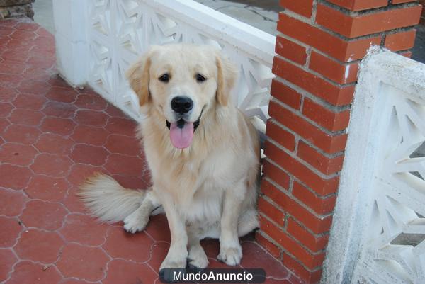 BUSCO HEMBRA GOLDEN RETRIEVER