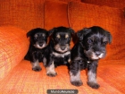 Cachorros Schnauzer miniatura - mejor precio | unprecio.es