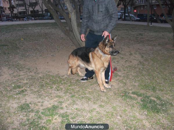 GRAN PASTOR ALEMAN PARA MONTA