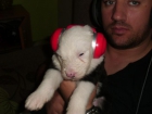 Hembra Bobtail con dos meses preciosa - mejor precio | unprecio.es