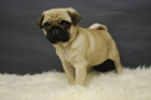 Raza Carlino Pug cachorros con pedigree (tambien en color negro) - mejor precio | unprecio.es