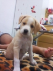 Se regala cachorro - mejor precio | unprecio.es