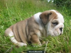 Vendo cachorros de Bulldog inglés, económicos  90 - mejor precio | unprecio.es