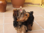 Vendo cachorros de yorkshires terrier . - mejor precio | unprecio.es