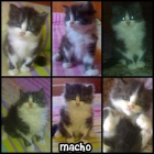 vendo gatos a 70 euros preciosos .. - mejor precio | unprecio.es