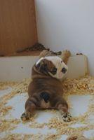 cachorro bulldog ingles