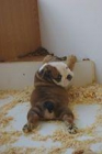 cachorro bulldog ingles - mejor precio | unprecio.es