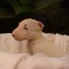 Cachorros de BULL TERRIER MINIATURA