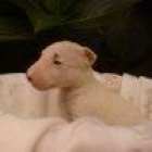 Cachorros de BULL TERRIER MINIATURA - mejor precio | unprecio.es