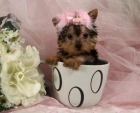 Camada de Yorkshire terrier! Muy económicos 120 - mejor precio | unprecio.es