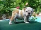 Fantastic Bulldog Inglés listo para una hermosa casa - mejor precio | unprecio.es