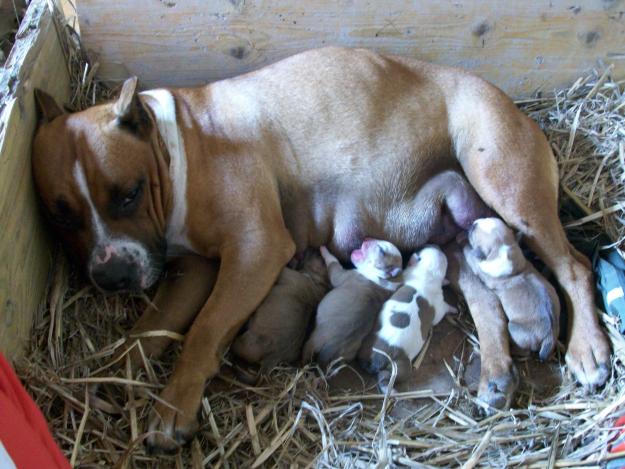 preciosa camada de american staffordshire terrier