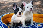 Preciosos Bulldog frances, muy economicos - mejor precio | unprecio.es