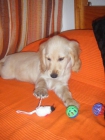 vendo hembra de cocker con labrador - mejor precio | unprecio.es