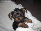 YORKSHIRE TERRIER ENANO A 150EUROS - mejor precio | unprecio.es