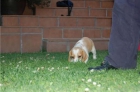 beagle el cachorro que buscabas con vacunas y garantias - mejor precio | unprecio.es