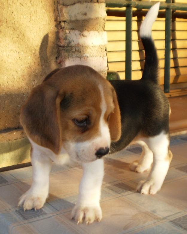 Cachorros Beagles Tricolores