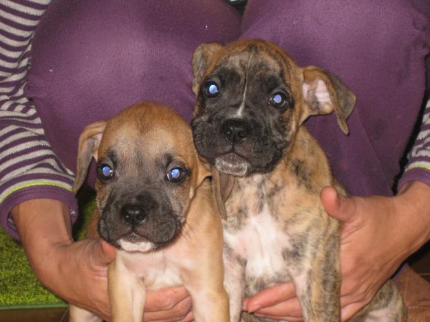 cachorros boxer