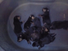 cachorros rottweiler - mejor precio | unprecio.es