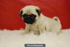 CARLINO PUG MACHOS Y HEMBRAS PARA ENTREGAR - mejor precio | unprecio.es