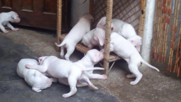 Dogos argentinos cachorros