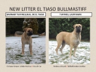 Excelente camada Bullmastiff De El Tiaso - mejor precio | unprecio.es