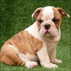 good looking cachorros de Bulldog Inglés - mejor precio | unprecio.es