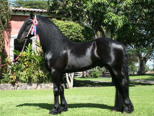 Precioso caballos frisones negros.