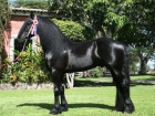 Precioso caballos frisones negros. - mejor precio | unprecio.es