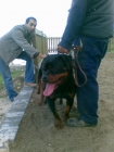 se vende excelente cachorro de rottweiler - mejor precio | unprecio.es