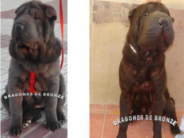 SHAR PEIS 100% AMERICANOS