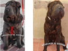 SHAR PEIS 100% AMERICANOS - mejor precio | unprecio.es